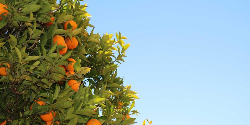 IPv6部署革命：从海量地址到SRv6智能编程，网络技术演进全解析