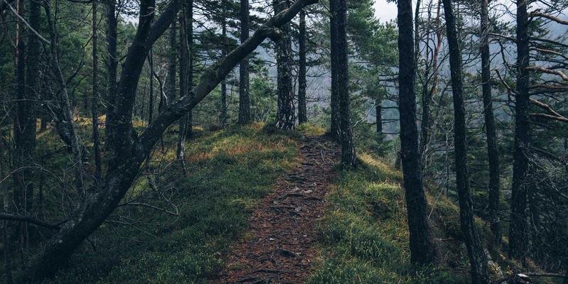 解锁边缘智能:MEC网络能力开放的API设计与第三方集成实战